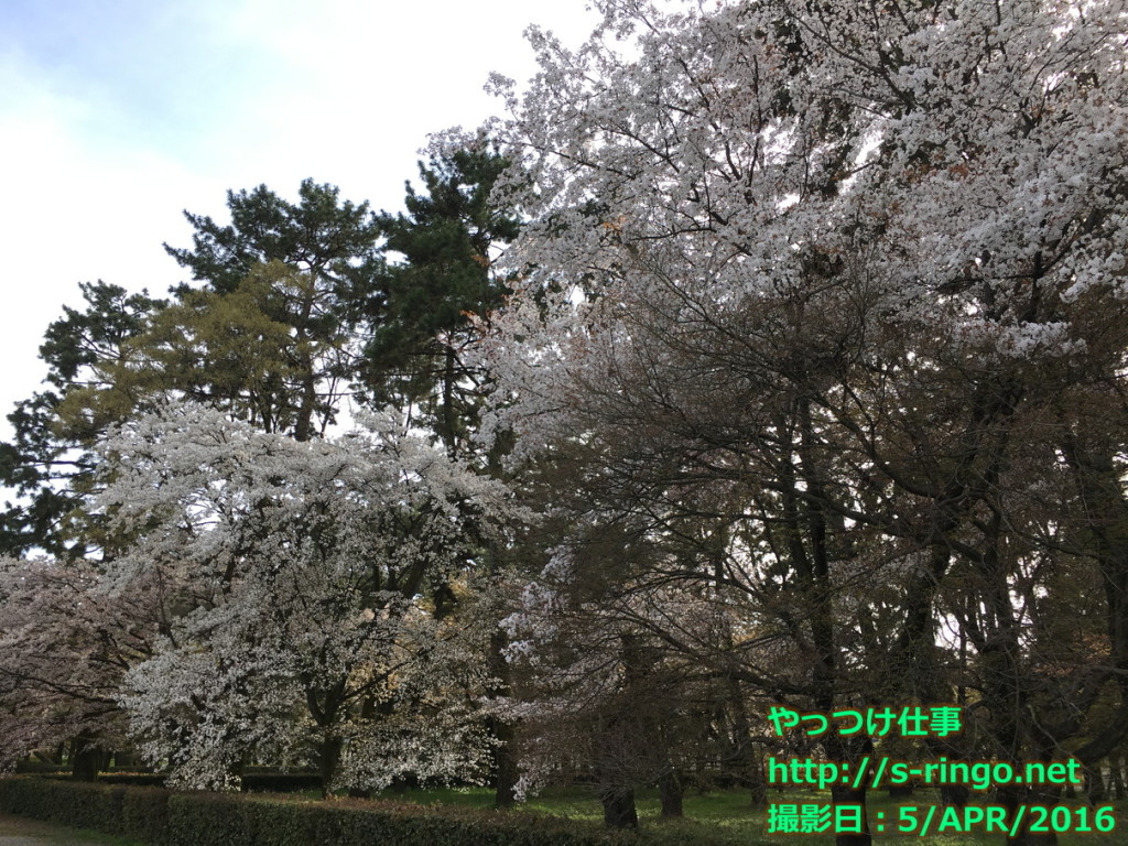 京都御苑桜