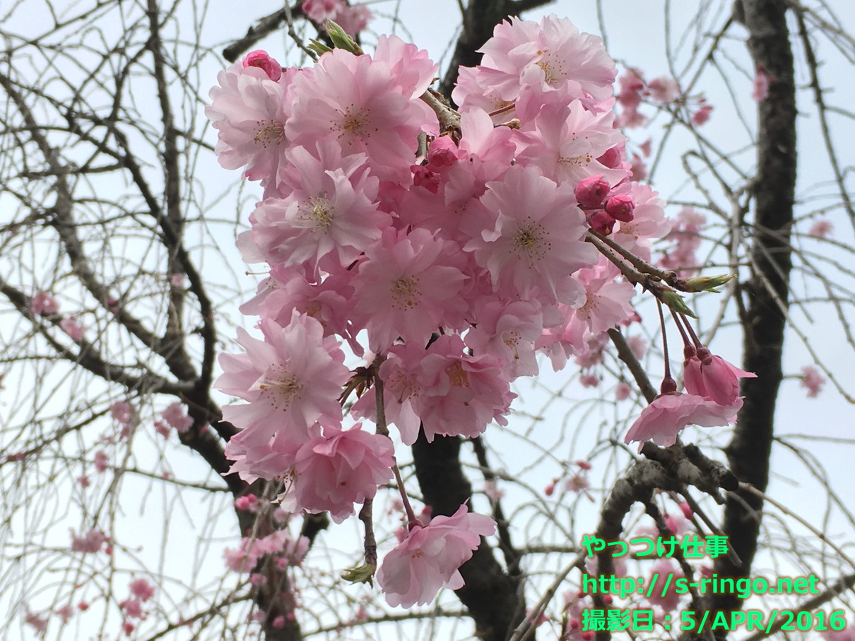 神泉苑桜